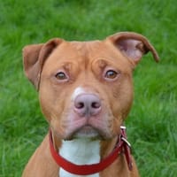 MAYA CHAO, chienne à adopter