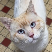 Tuttifrutti, chat à adopter