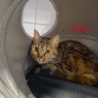 Ruby, chatte à adopter