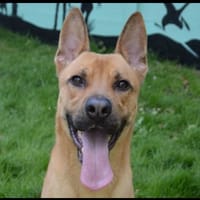 CITRON CHAO, chien à adopter