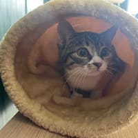 MALIBU, chatte à adopter