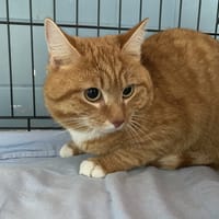 MARCEL, chat à adopter