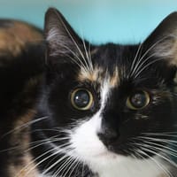 barbara, chatte à adopter