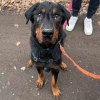 ATHOS, chien à adopter