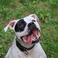 TYSON, chien à adopter