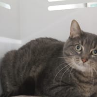 godzilla, chat à adopter