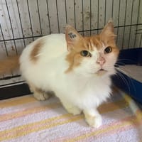 PLUME, chatte à adopter