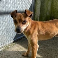 Ernest, chien à adopter