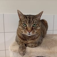 Laboutte, chat à adopter