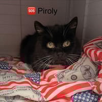 Piroly, chatte à adopter