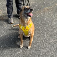 MIA VAA, chienne à adopter