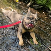 UNCHO, chien à adopter