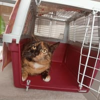 LALO, chatte à adopter