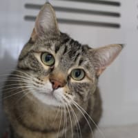 grisouille, chatte à adopter