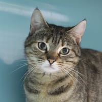 bianca, chatte à adopter