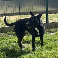 PUFF, chienne à adopter