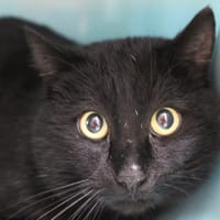 barbossa, chat à adopter