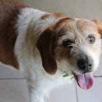 maya, chienne à adopter