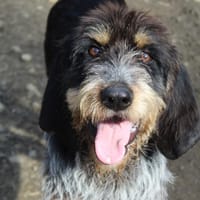 balisto, chien à adopter