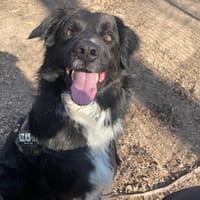 GUISMO, chien à adopter