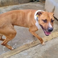 DUNCAN, chien à adopter