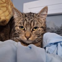 Fripouille, chatte à adopter