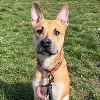 Khepri, chien à adopter