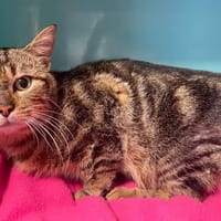 BELLAMY, chat à adopter