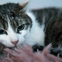 PIMOUSSE, chatte à adopter