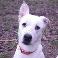 FABIO, chien à adopter