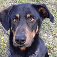 Eros, chien à adopter