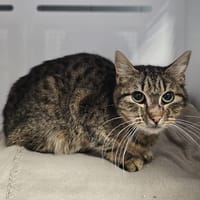 Leah, chatte à adopter