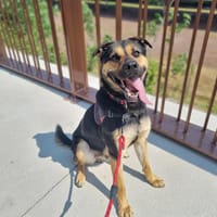 LARTIST, chien à adopter