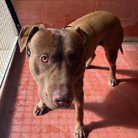 Roby PAA24171, chien à adopter