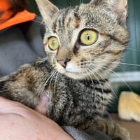PASSOA (réservé), chatte à adopter
