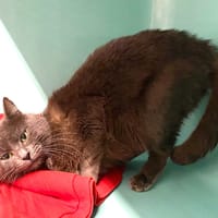 HOPPER, chat à adopter