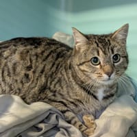 LYNE, chatte à adopter