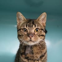 REX HAB17515, chat à adopter