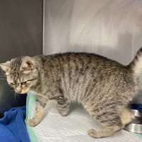 JOYCE, chatte à adopter