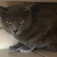 MINI LULU (reservé), chat à adopter