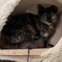 DAMOISEAU, chatte à adopter