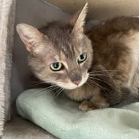 NEWTON, chatte à adopter