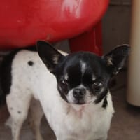 raya, chienne à adopter