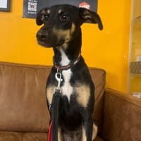 VAIANA, chienne à adopter