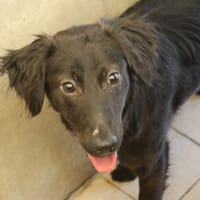 baloo, chien à adopter