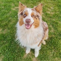 VAI (PROMIS), chien à adopter