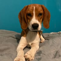 Faucon, chien à adopter