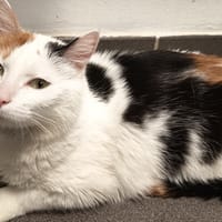 TARTIFLETTE  C, chatte à adopter