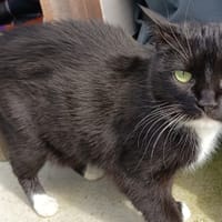 PELLE C, chatte à adopter