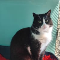 RAPHAEL, chat à adopter